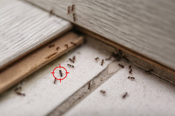 Best Termite Control Services  in Redstone Arsen, AL