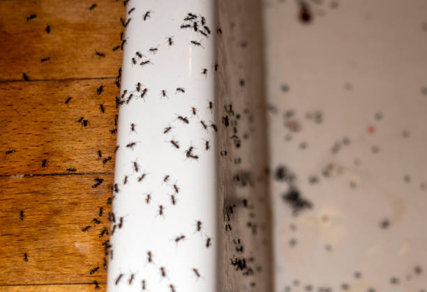 Best Cockroach Control Services  in Redstone Arsen, AL